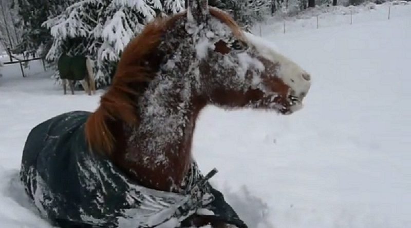 adorable horse