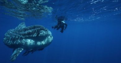 underwater footage