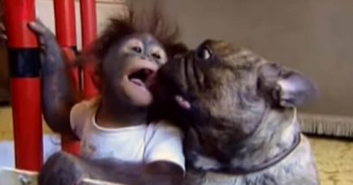 baby orangutan best friends