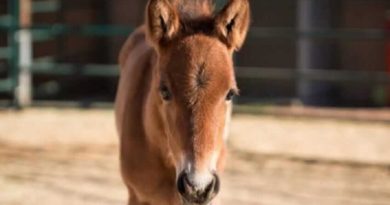 weak little foal