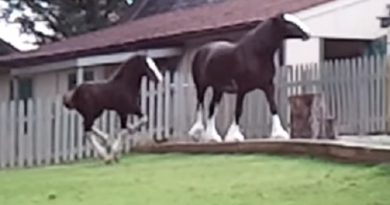 baby clydesdale