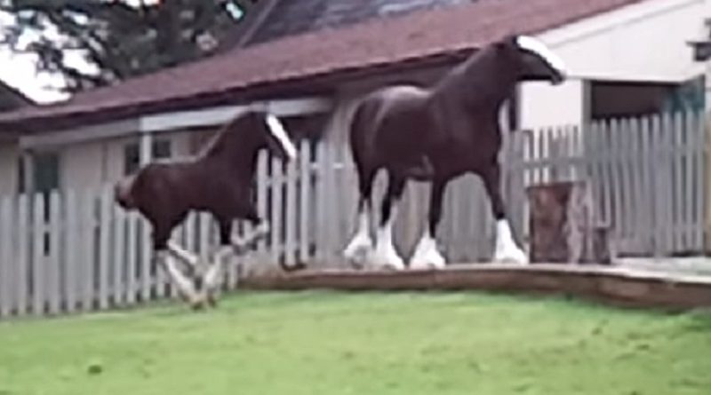 baby clydesdale