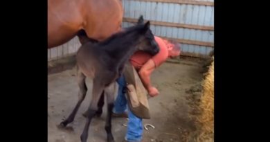 baby horses