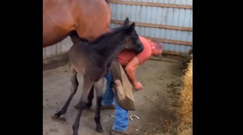 baby horses