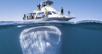 giant whale shark