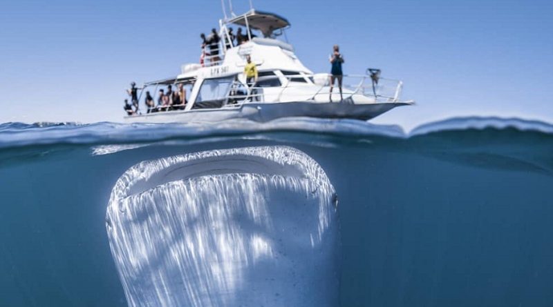 giant whale shark