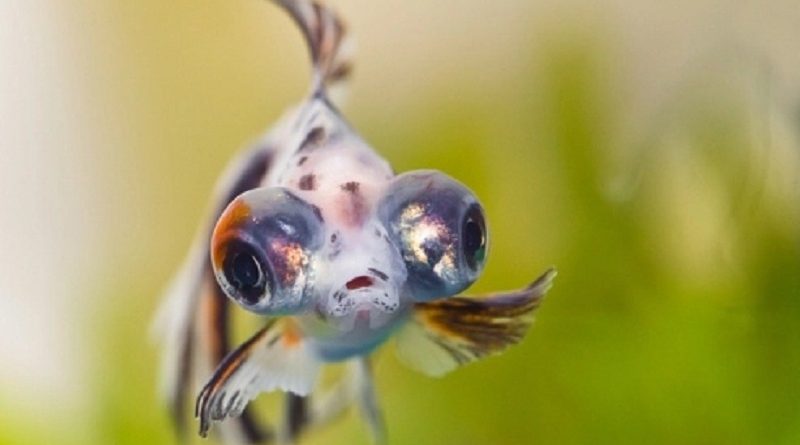 pet fish