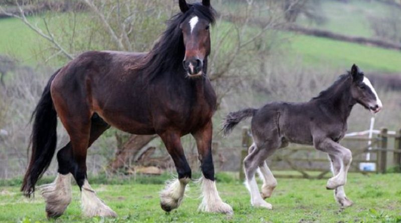 Amazing Moment Hero Horse