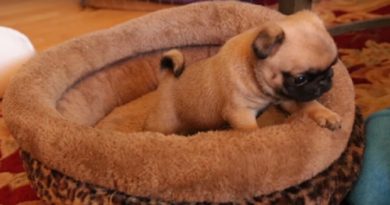 tiny pug