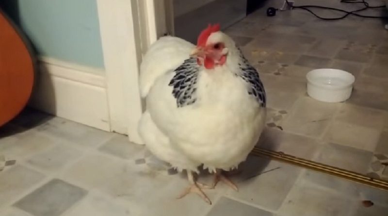 sneezing chicken