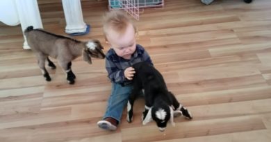 baby goats