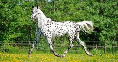 horse breeds