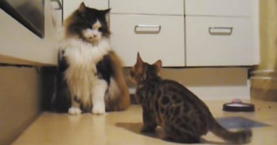 This Tiny Kitten Has An Ego Bigger Than His Size… So He Takes On A Massive Maine Coon (VIDEO)