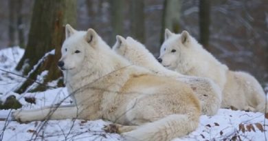 arctic wolves