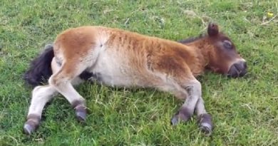 shetland foal