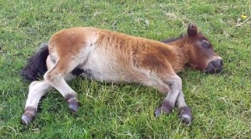 shetland foal