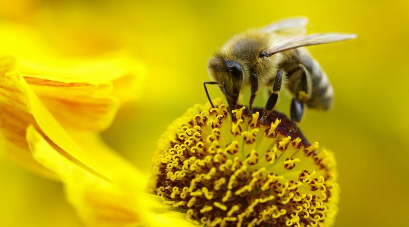 pollinator puzzle