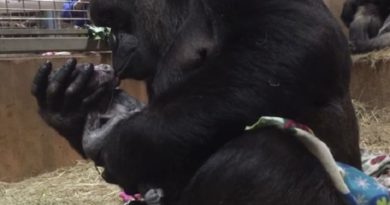 Gorilla Repeatedly Kisses Newborn