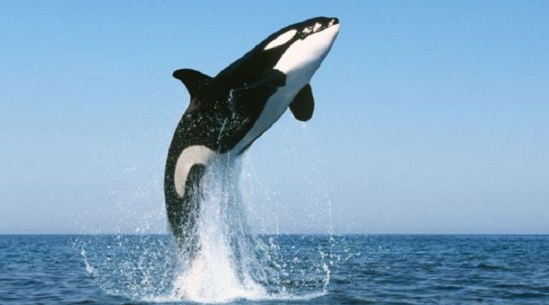 killer whales