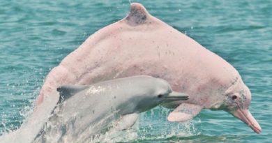 Humpback Dolphins