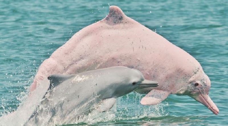 Humpback Dolphins