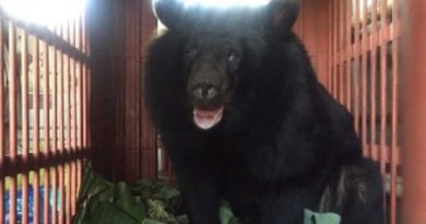 moon bear