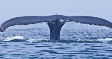 Whale photobombs man