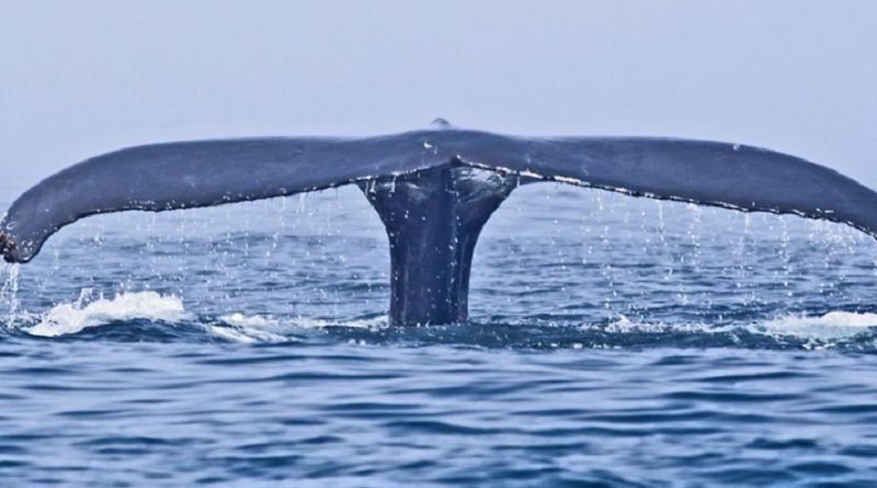 Whale photobombs man