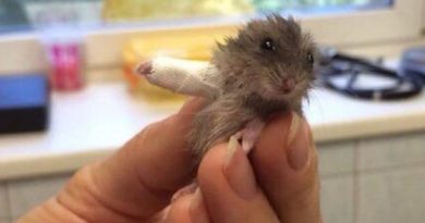 Tiny Hamster