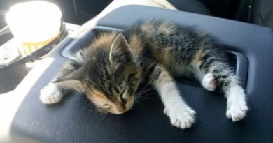 Homeless Kitten Fell Asleep
