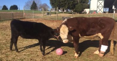 cow plays