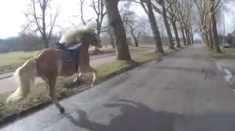 motorcyclist Spots Runaway Horse