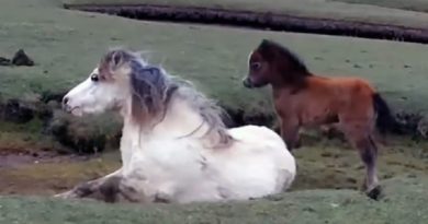 Baby Horse Refuses