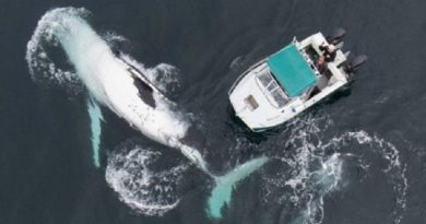 Two 40 tonne humpback whales