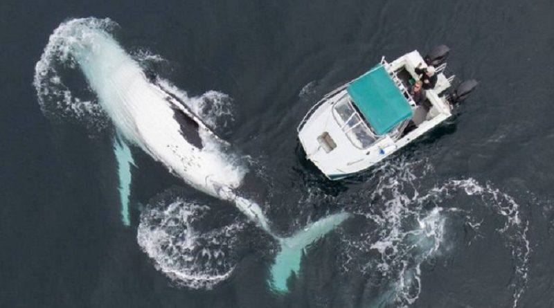 Two 40 tonne humpback whales