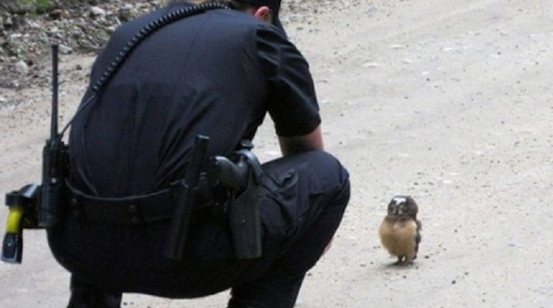 Tiny Owl