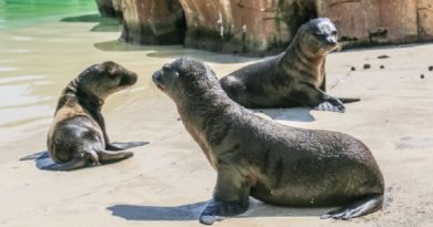 Baby Sea Lions