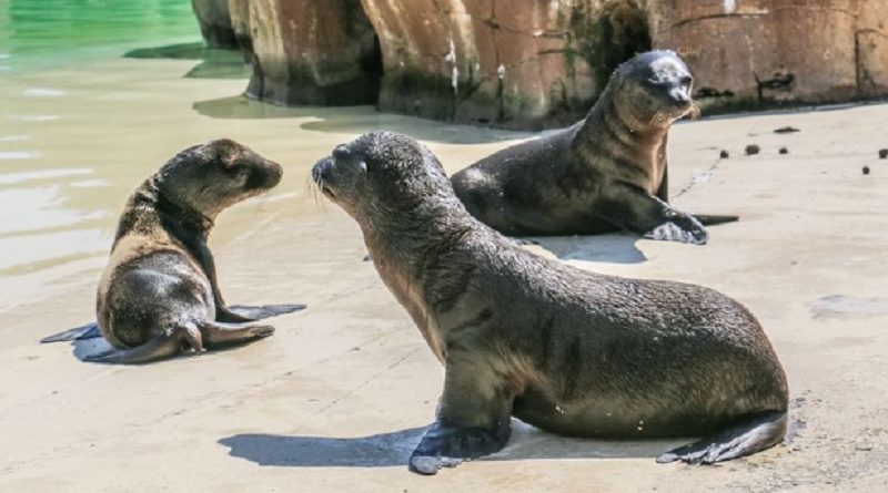 Baby Sea Lions