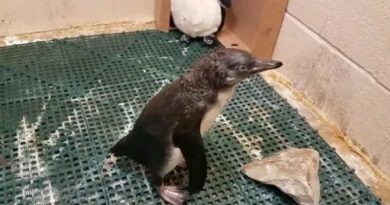 Baby Penguin