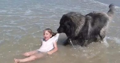 Dog Rescues Girl