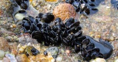 mussels