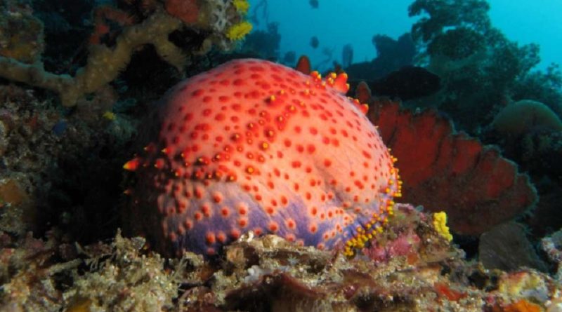 sea apples