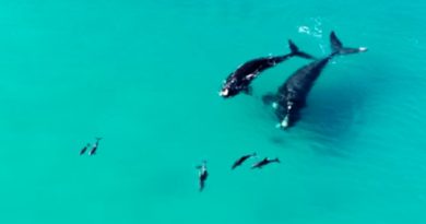 Whales dancing