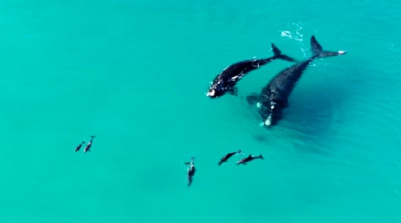 Whales dancing