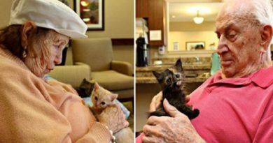 orphaned kittens find love