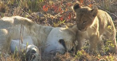 Exhausted Lioness