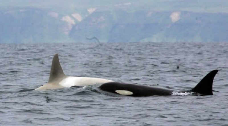 Albino Orca