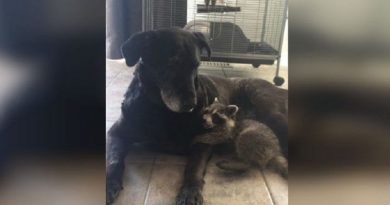 Senior Dog Adopts