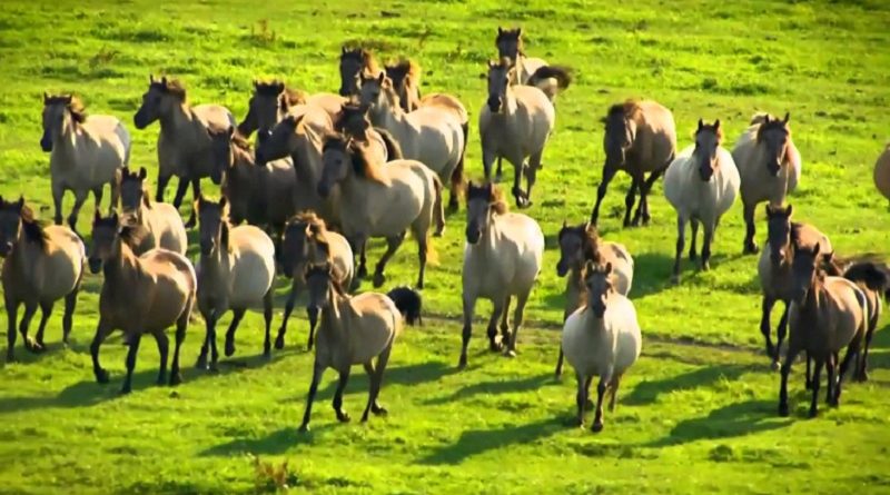 Amazing Galloping Horses