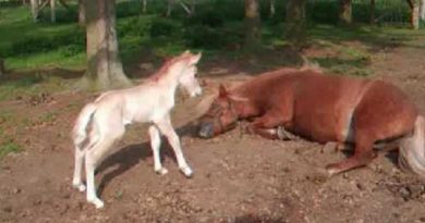 cutest baby horse